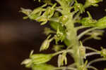 Green adder's-mouth orchid